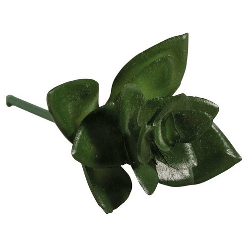 Декоративные цветы RAYHER Мини суккулент Хавортия 383₽