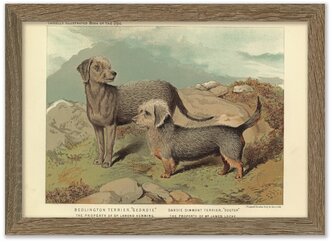 Картина 30х21 в раме, "Бедлингтон-терьер и денди-динмонт-терьер" из книги собак 1881 г.