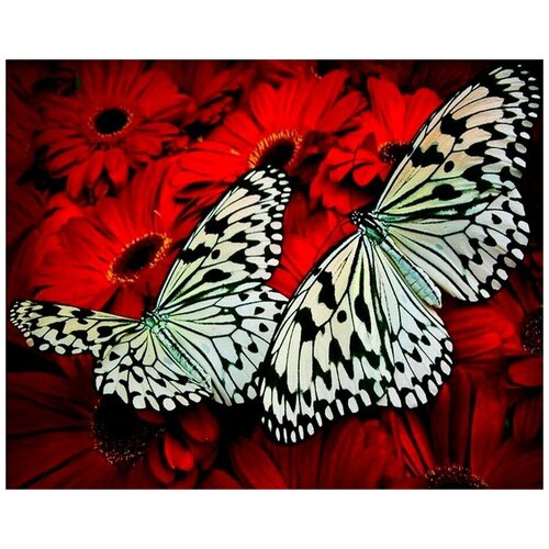 Картина по номерам Белые бабочки, 40x50 см