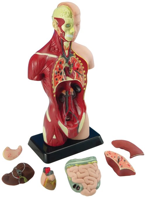 Набор Edu Toys Human Anatomy Model, MK027, 1 эксперимент, разноцветный