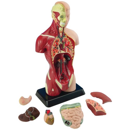 Набор Edu Toys Human Anatomy Model, MK027, 1 эксперимент