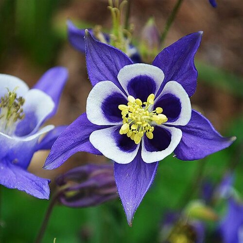 Аквилегия Водосборная (лат. Aquilegia vulgaris) семена 25 шт + подарочек аквилегия гибридная макканы барлоу блу aquilegia vulgaris blue barlow саженец 10 20 см 2 года 2л закрытая зкс