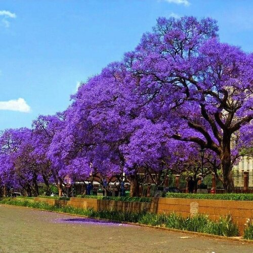 Жакаранда мимозолистная - Фиалковое Дерево (лат. Jacaranda mimosifolia) семена 10шт + подарочек