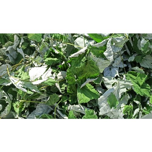 Лист малины