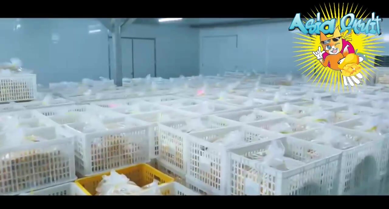 Манго натуральное сушеное без сахара 500гр./Свежий урожай отборного манго KONG — фото 1