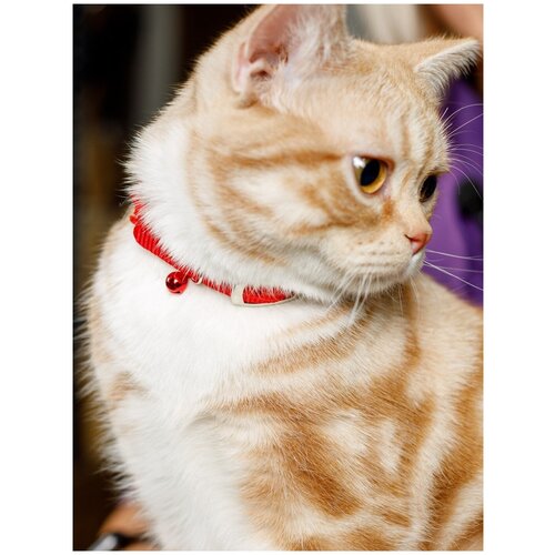 Ошейник безопасный элегантный Japan Premium Pet в дворянском стиле с рюшечками с системой защиты от удушения, красный
