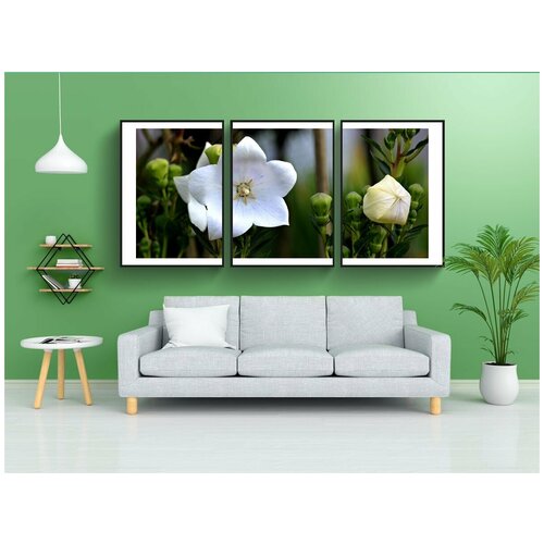 фото Набор модулных постеров для интерьера "цветок воздушного шара, китайский колокольчик, колокольчик" 60x90 см. в тубусе, без рамки lotsprints