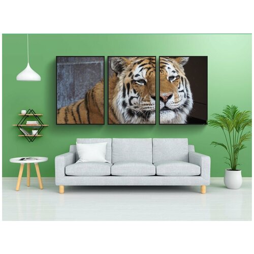 фото Набор модулных постеров для интерьера "тигр, морда тигра, портрет" 60x90 см. в тубусе, без рамки lotsprints