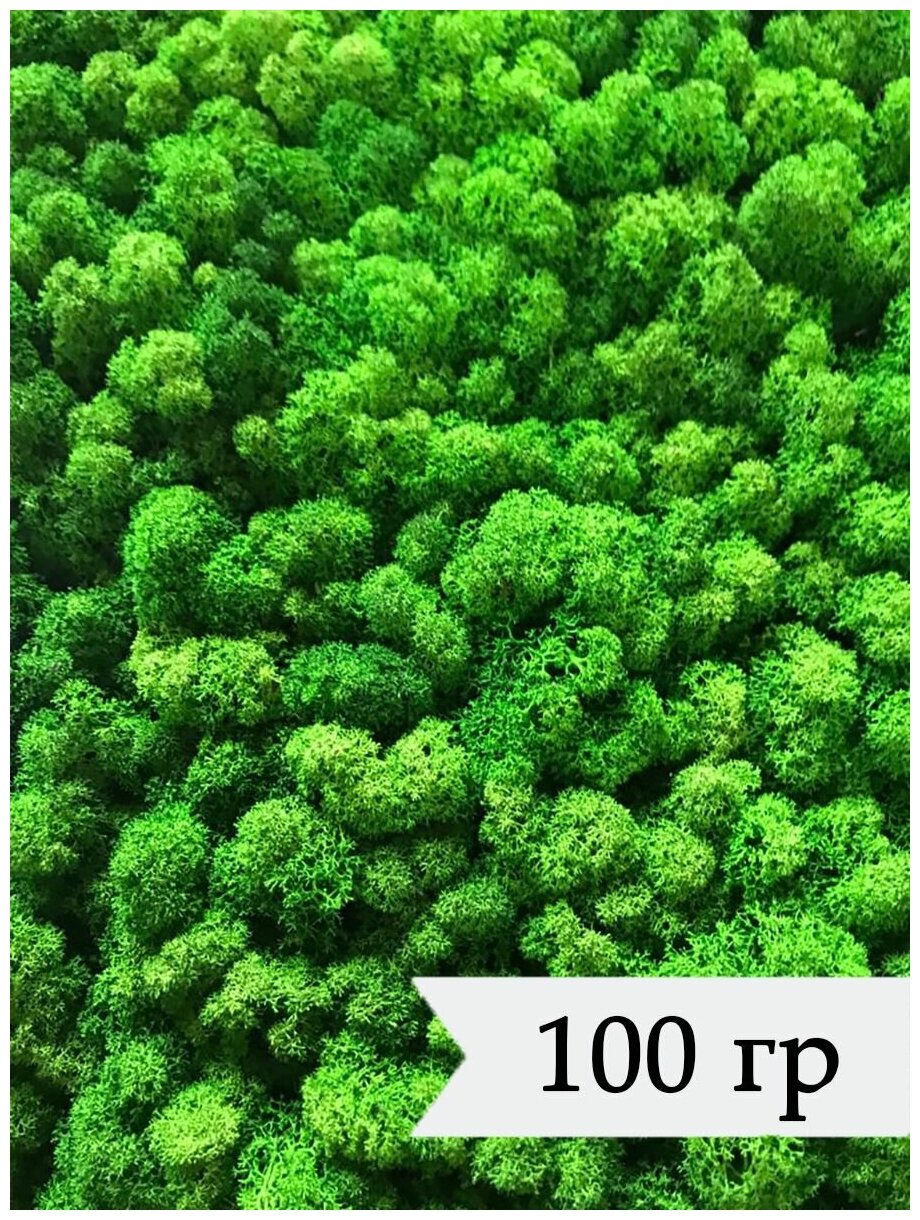 Стабилизированный мох ягель 100 гр салатовый/лесной мох для декора, озеленения, дизайна/растение мох для поделок сделай сам
