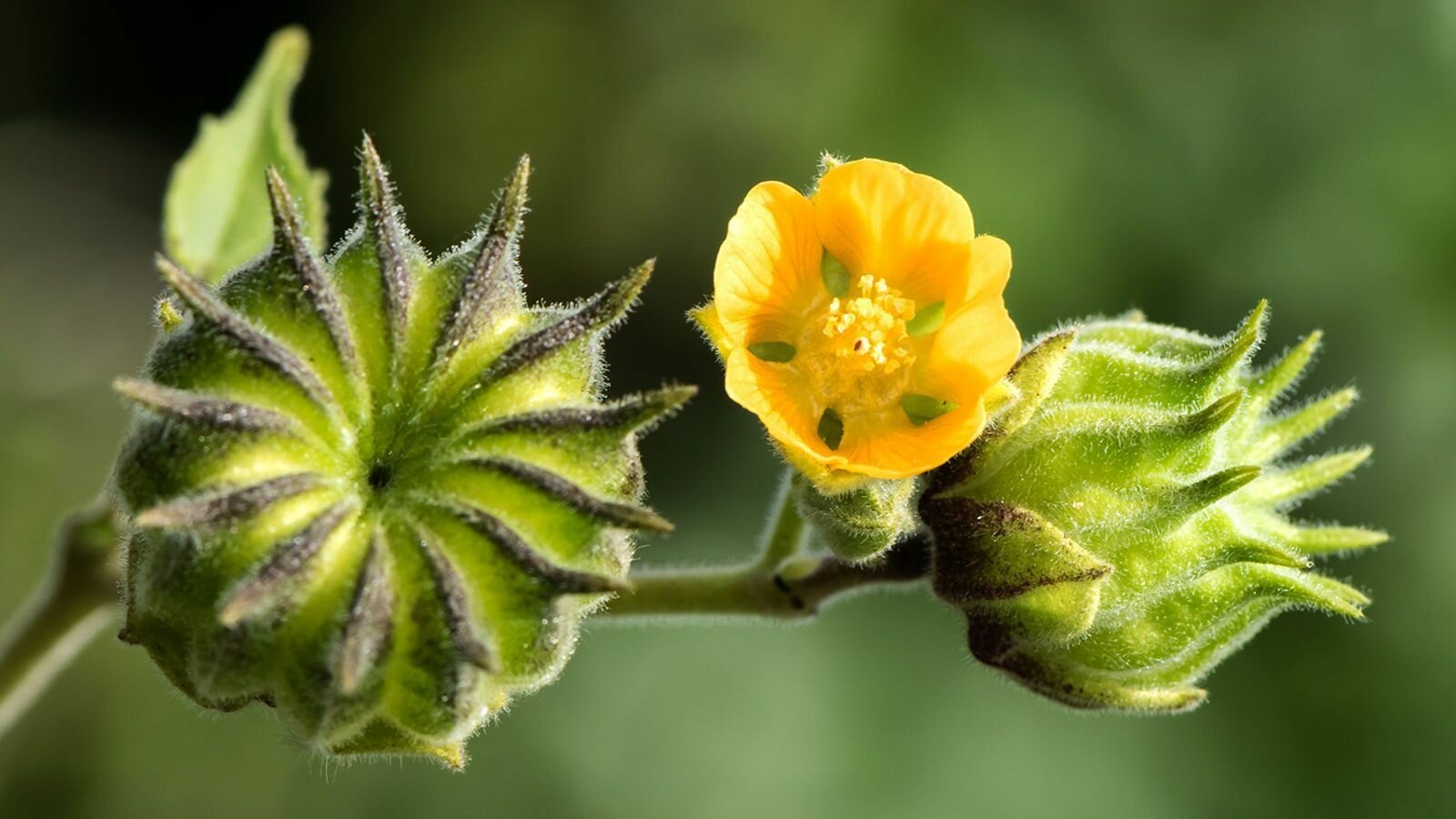 Джут китайский (канатник Теофраста) (лат. Abutilon theophrastii) семена 20шт + подарочные семена