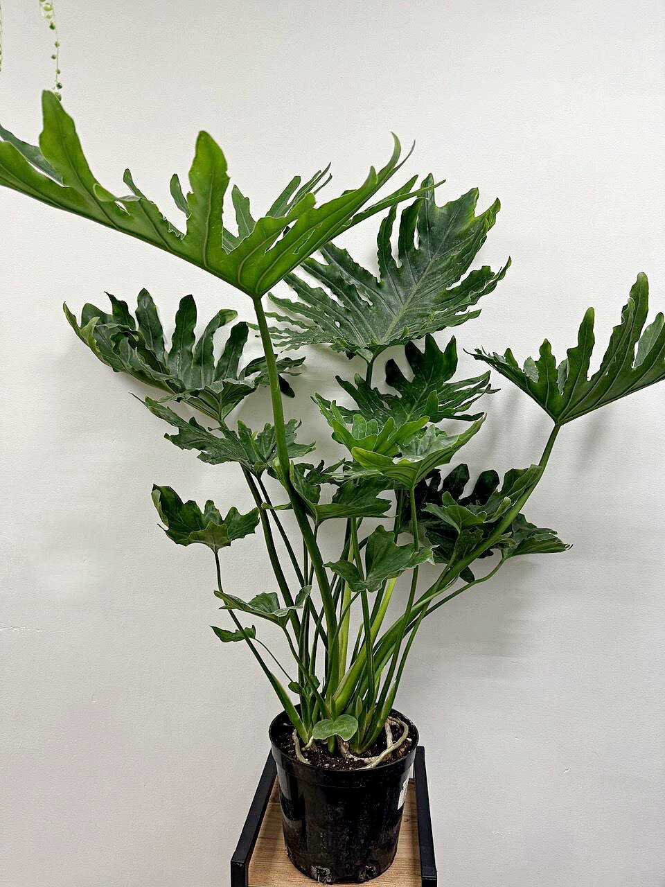 Филодендрон Хоуп в цветочном горшке, диаметр горшка 21 см