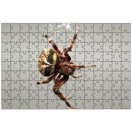 фото Магнитный пазл 27x18см."гребенчатый паук, паукообразный, сетка" на холодильник lotsprints