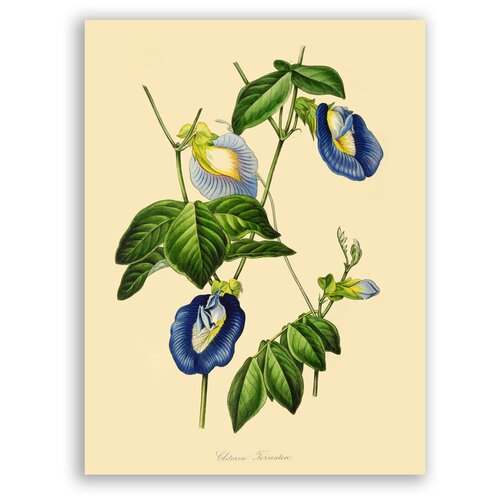     / Clitoria Ternatea