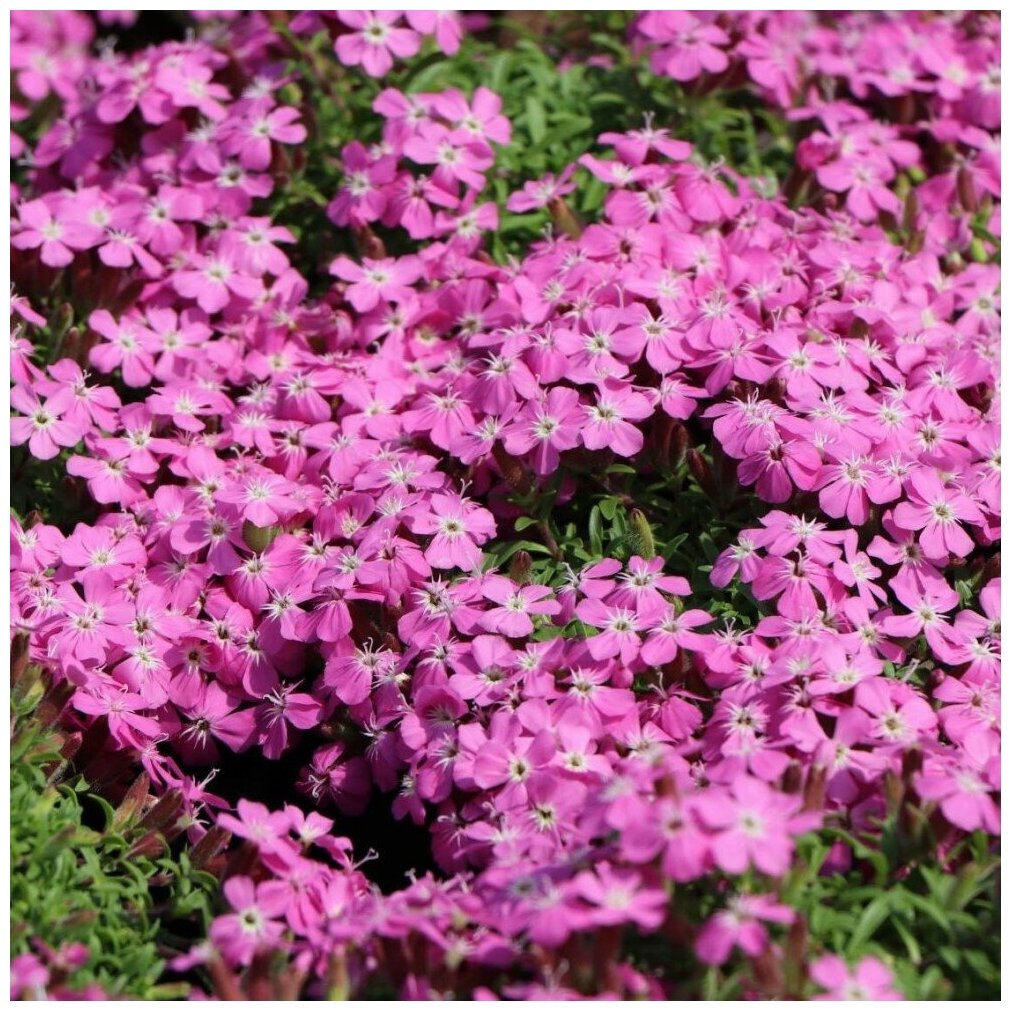 фото Семена Орешка Мыльнянка розовый ковёр 20 шт.