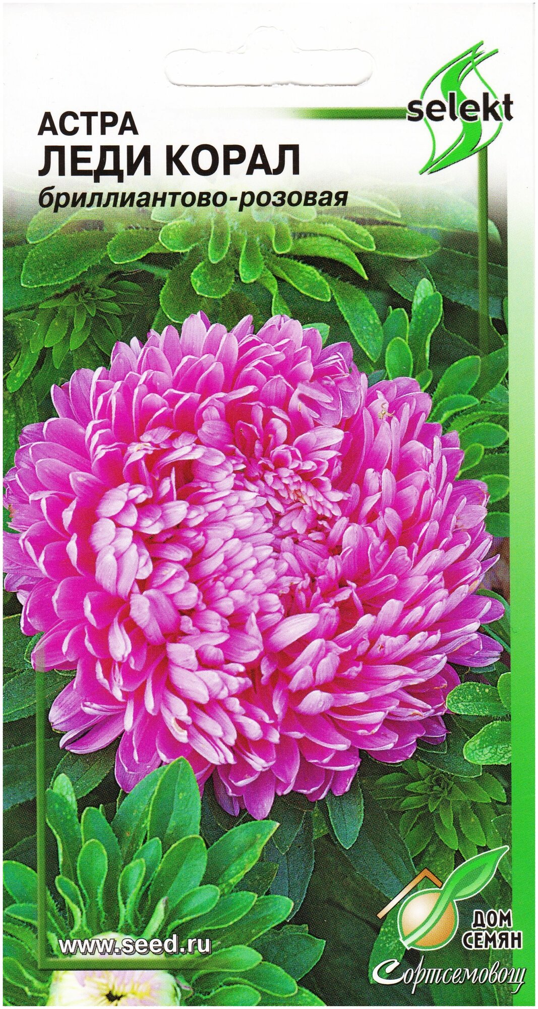 Астра Леди Корал бриллиантово-розовая 35 семян