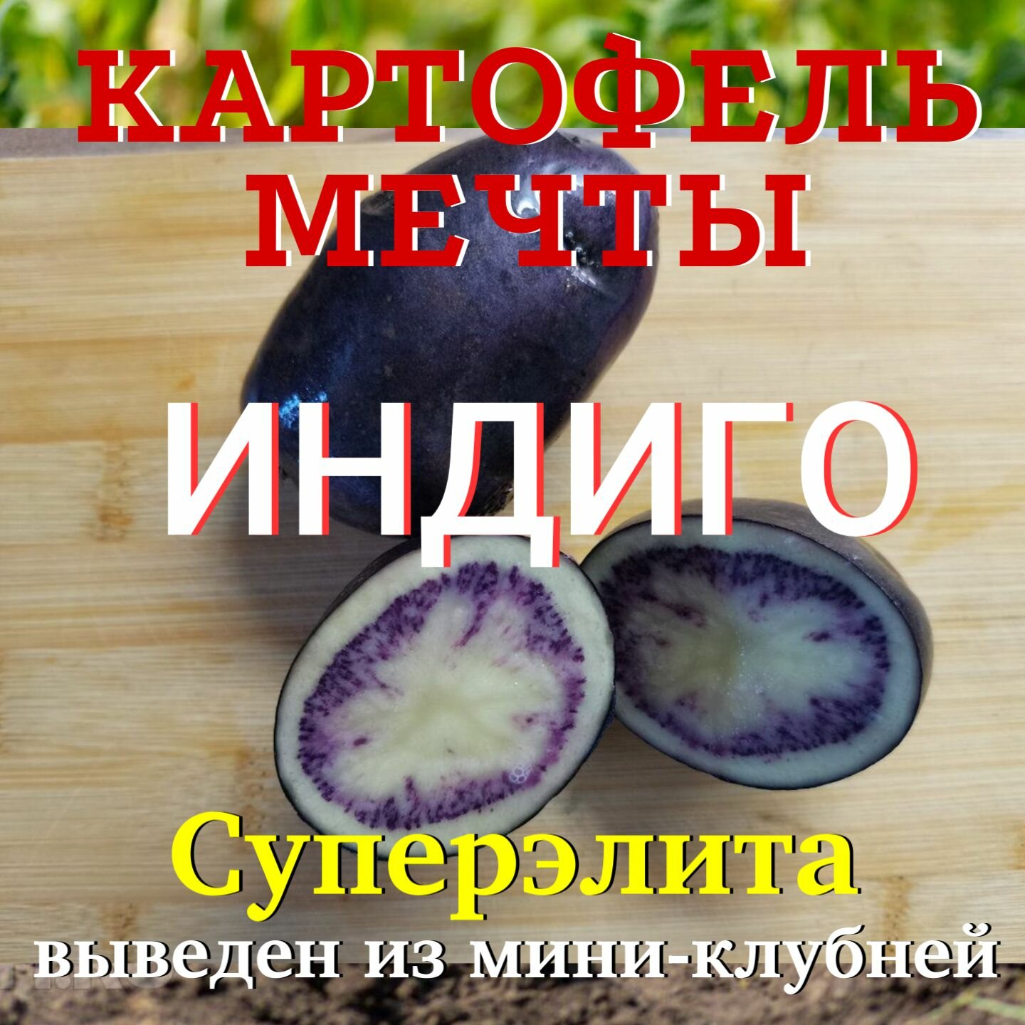 Картофель семенной индиго клубни суперэлита 1 кг