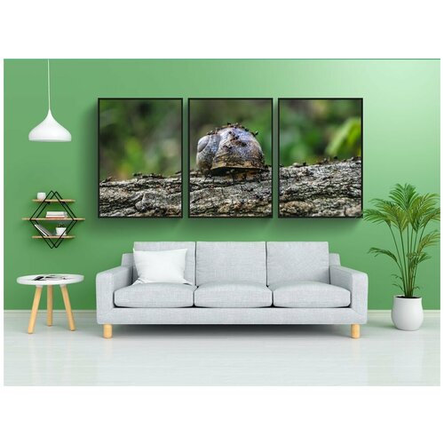 фото Набор модулных постеров для интерьера "улитка, муравьи, ствол" 60x90 см. в тубусе, без рамки lotsprints