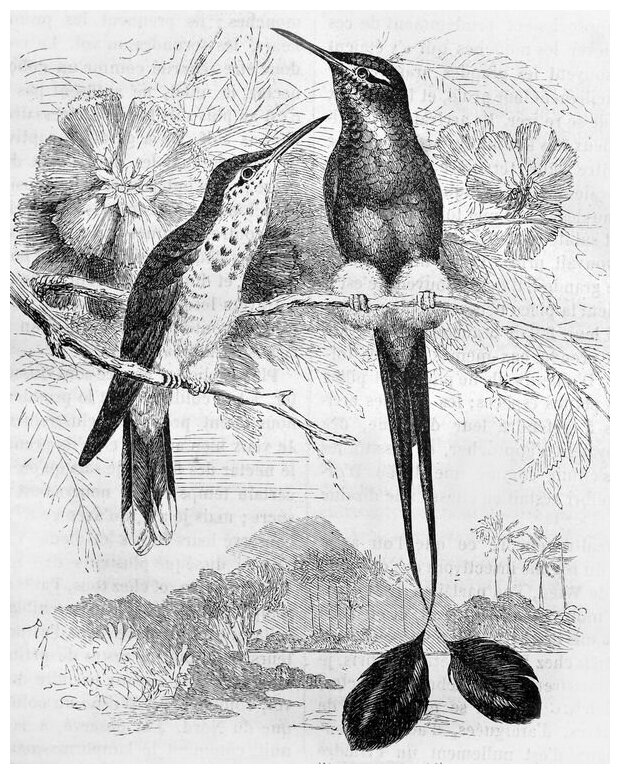 Постер на холсте Экзотические птицы (Exotic birds) 40см. x 50см.