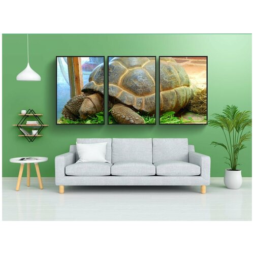 фото Набор модулных постеров для интерьера "гигантская черепаха, настоящая черепаха, testudinidae" 60x90 см. в тубусе, без рамки lotsprints