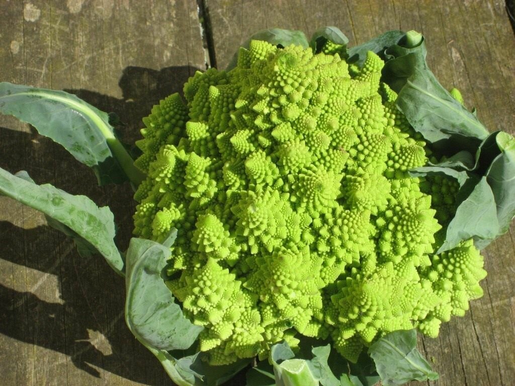 Капуста цветная Романеско - Коралловая капуста (лат. brassica oleracea romanesco) семена 30шт + подарочек