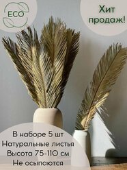 Высокие листья пальмы для интерьера. 5 шт. Сухоцвет.