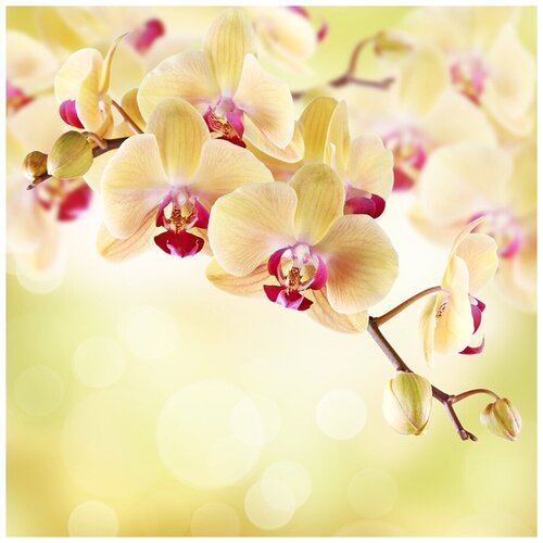 Фотообои Уютная стена Желтые орхидеи на светлом фоне 270х270 см Бесшовные Премиум (единым полотном)