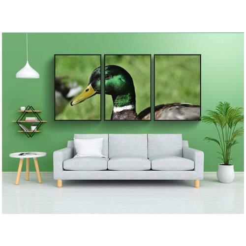фото Набор модулных постеров для интерьера "кряква, утка, водоплавающая птица" 60x90 см. в тубусе, без рамки lotsprints