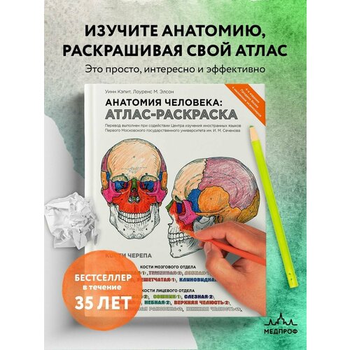 Медпроф / Анатомия человека: атлас-раскраска элсон лоренс м кэпит уинн анатомия человека атлас раскраска