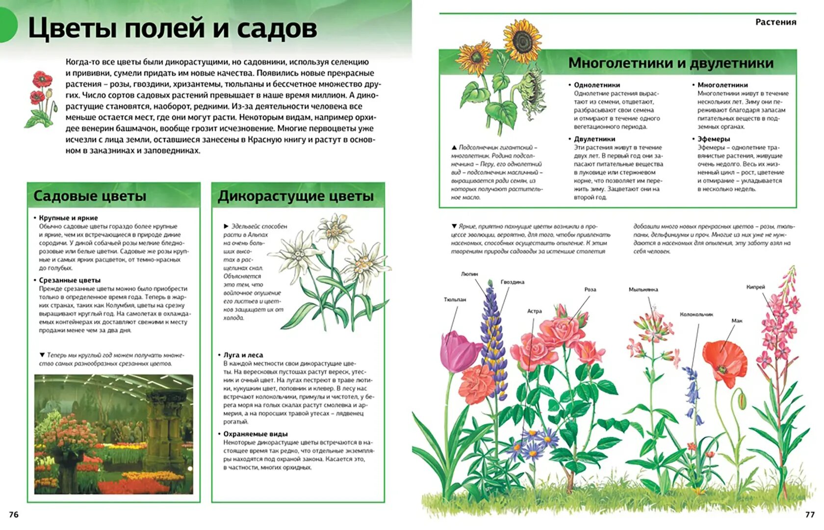 Новая энциклопедия школьника (Дунина Мария (переводчик), Бородина Татьяна (переводчик), Кириллов Арнольд (переводчик)) - фото №6