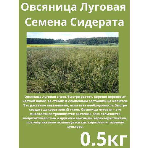 фото Овсяница луговая семена 500 гр, газон трава очумелый огородnik