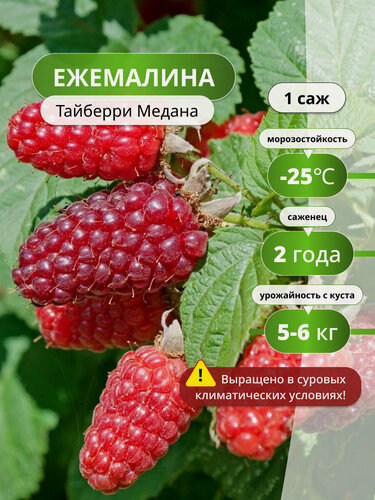 Изображение товара Ежемалина Тайберри Медана, 1 ежемалины, красный, морозостойкий