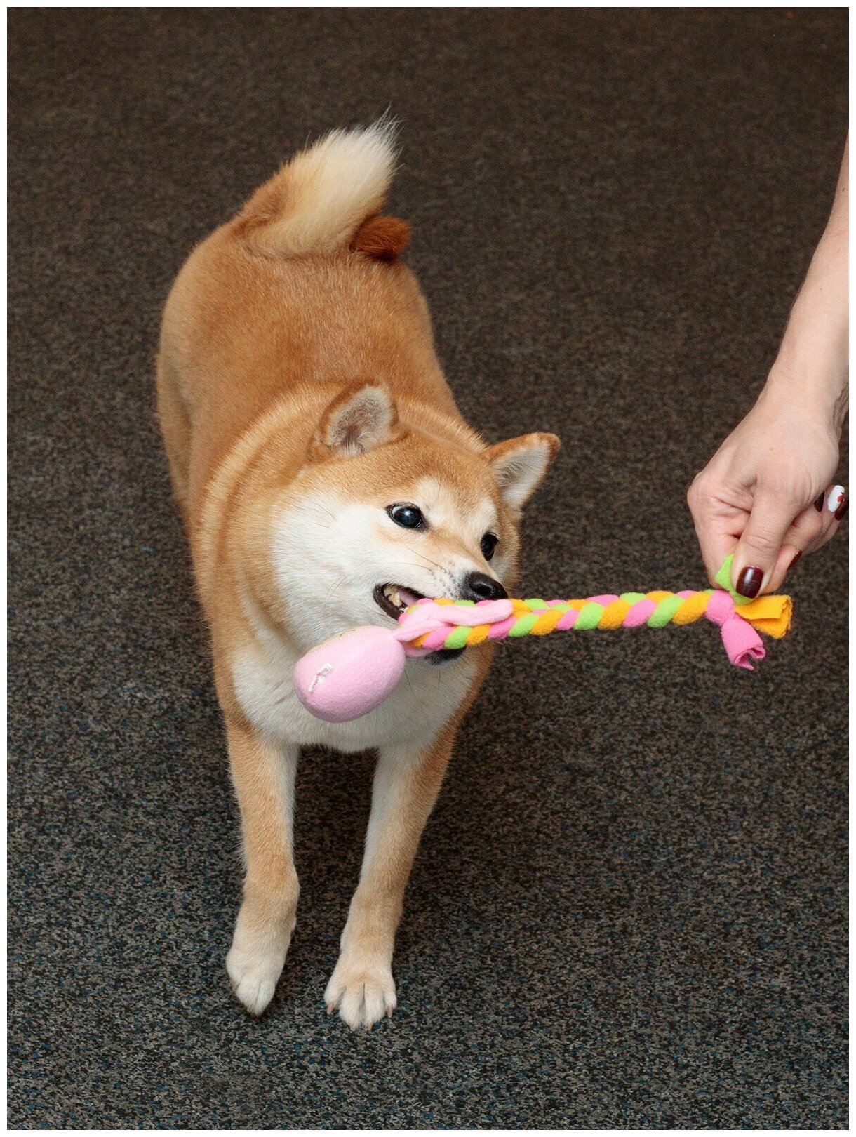 Игрушка для собак Japan Premium Pet подвешивающийся кролик. - фотография № 4