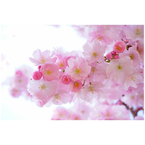 Фотообои Уютная стена Нежные цветки сакуры 410х270 см Виниловые Бесшовные (единым полотном)