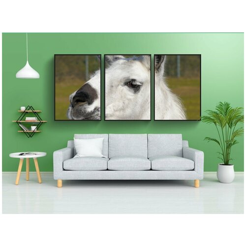 фото Набор модулных постеров для интерьера "лама, домашнее животное, косы" 60x90 см. в тубусе, без рамки lotsprints