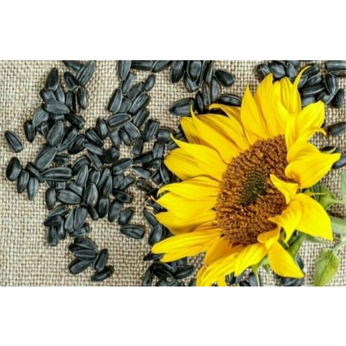 Семена подсолнечника неочищенные корм для птичек 15000 грамм(3×5000)