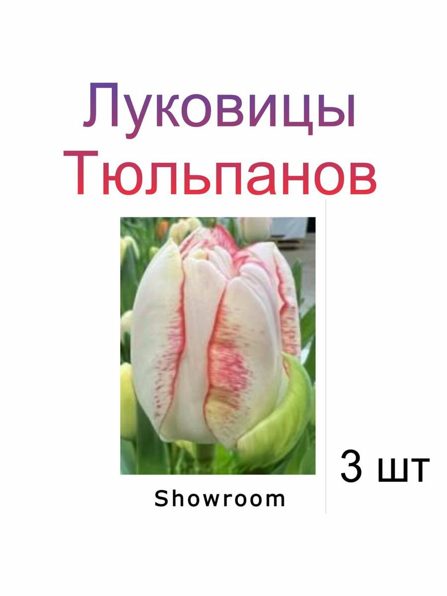 Луковицы Тюльпана Showroom ( 3 шт)