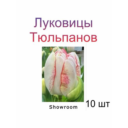 Луковицы Тюльпана Showroom ( 10 шт)