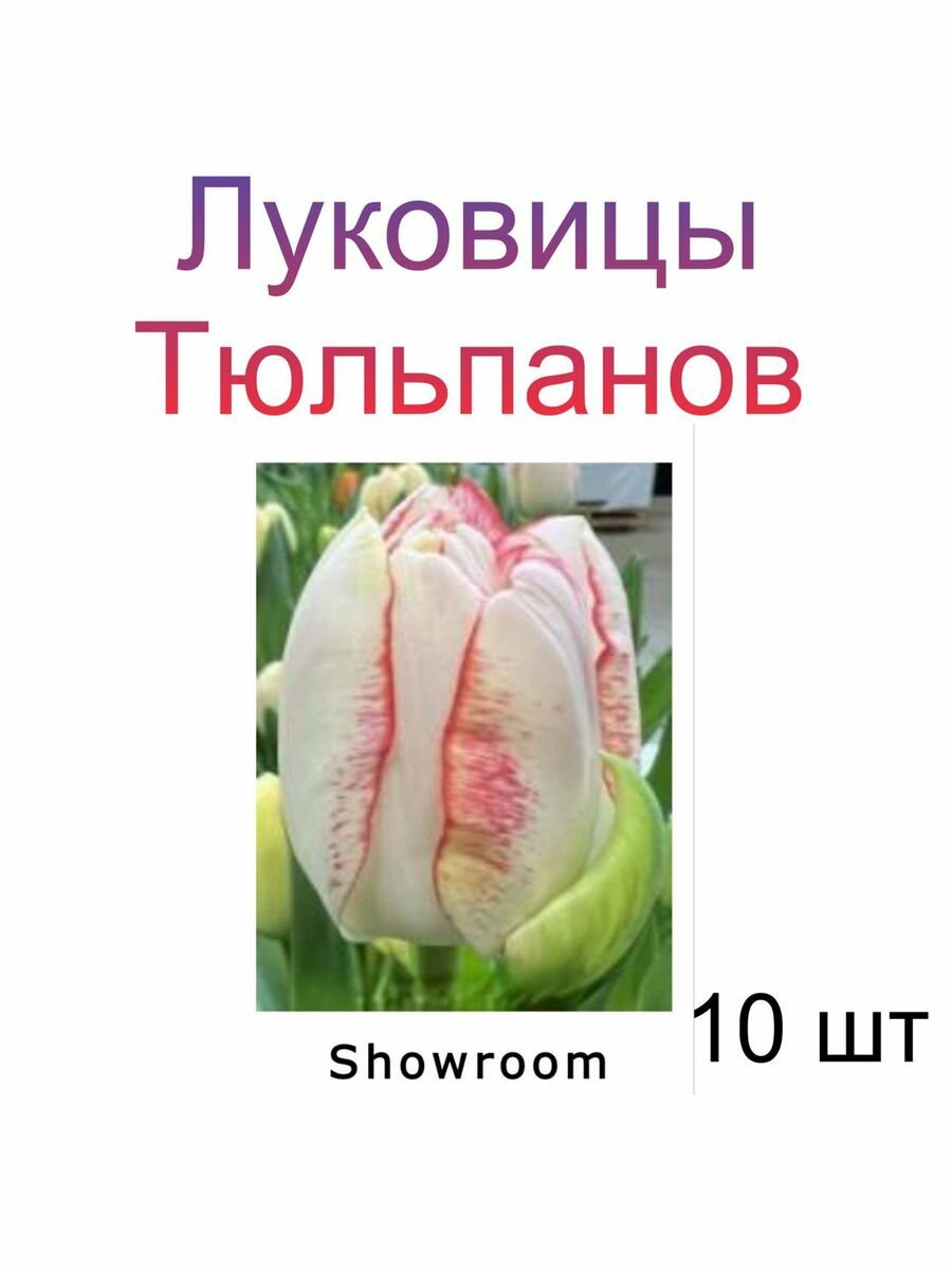 Луковицы Тюльпана Showroom ( 10 шт)