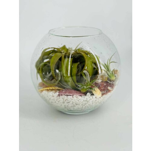 Тилландсия комнатный цветок 5580₽