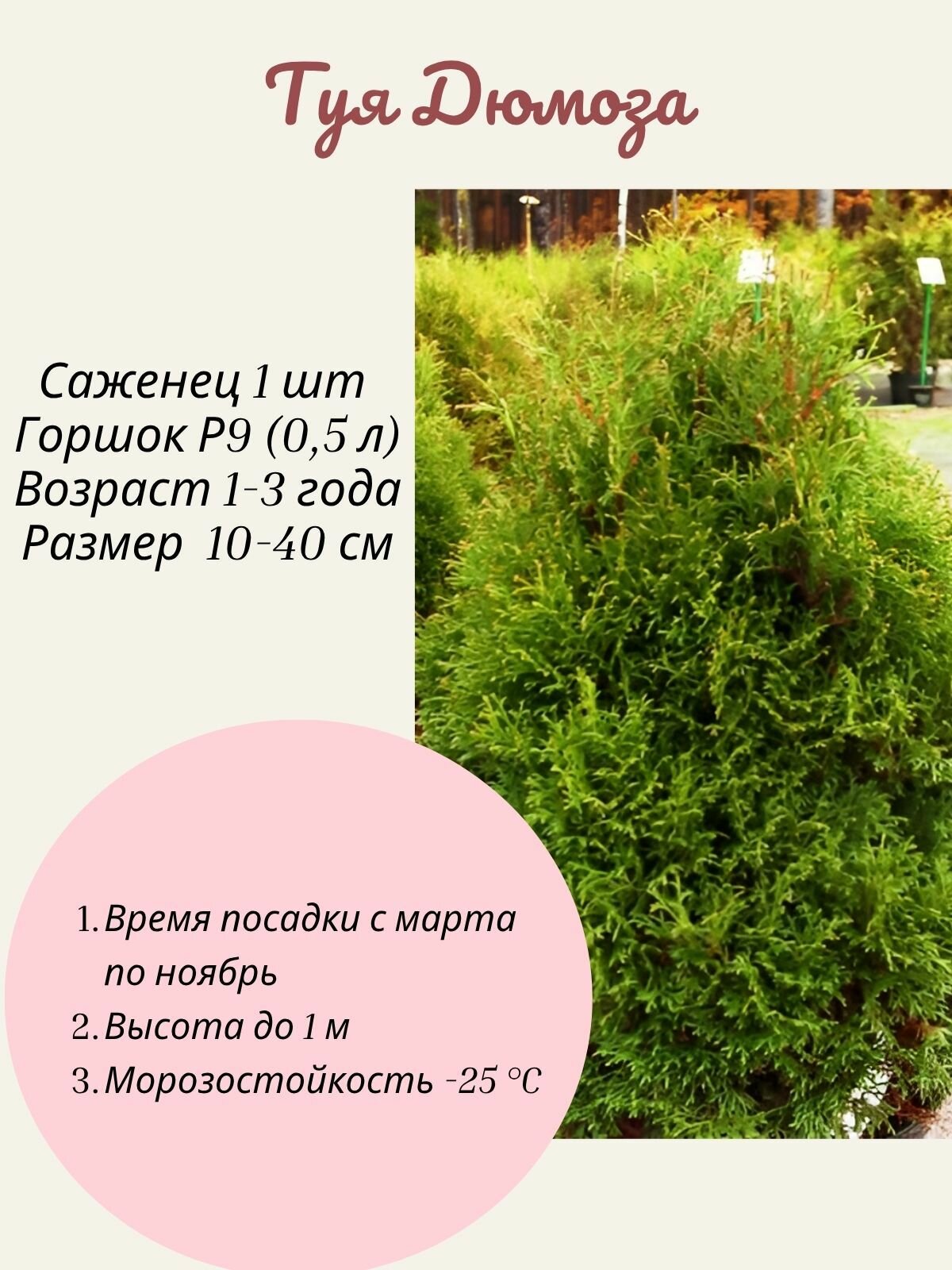 Туя Dumоsа (Дюмоза) 1 шт саженец в горшке Р9
