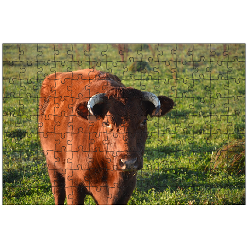 фото Магнитный пазл 27x18см."корова, портрет коровы, рога фронт" на холодильник lotsprints