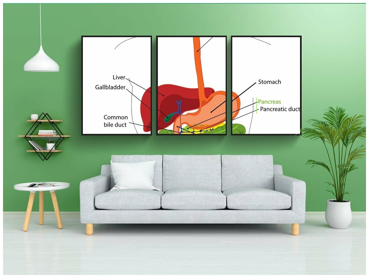 Модульный постер "Пищеварительный система человек" 180x90 см. из 3х частей в тубусе без рамки