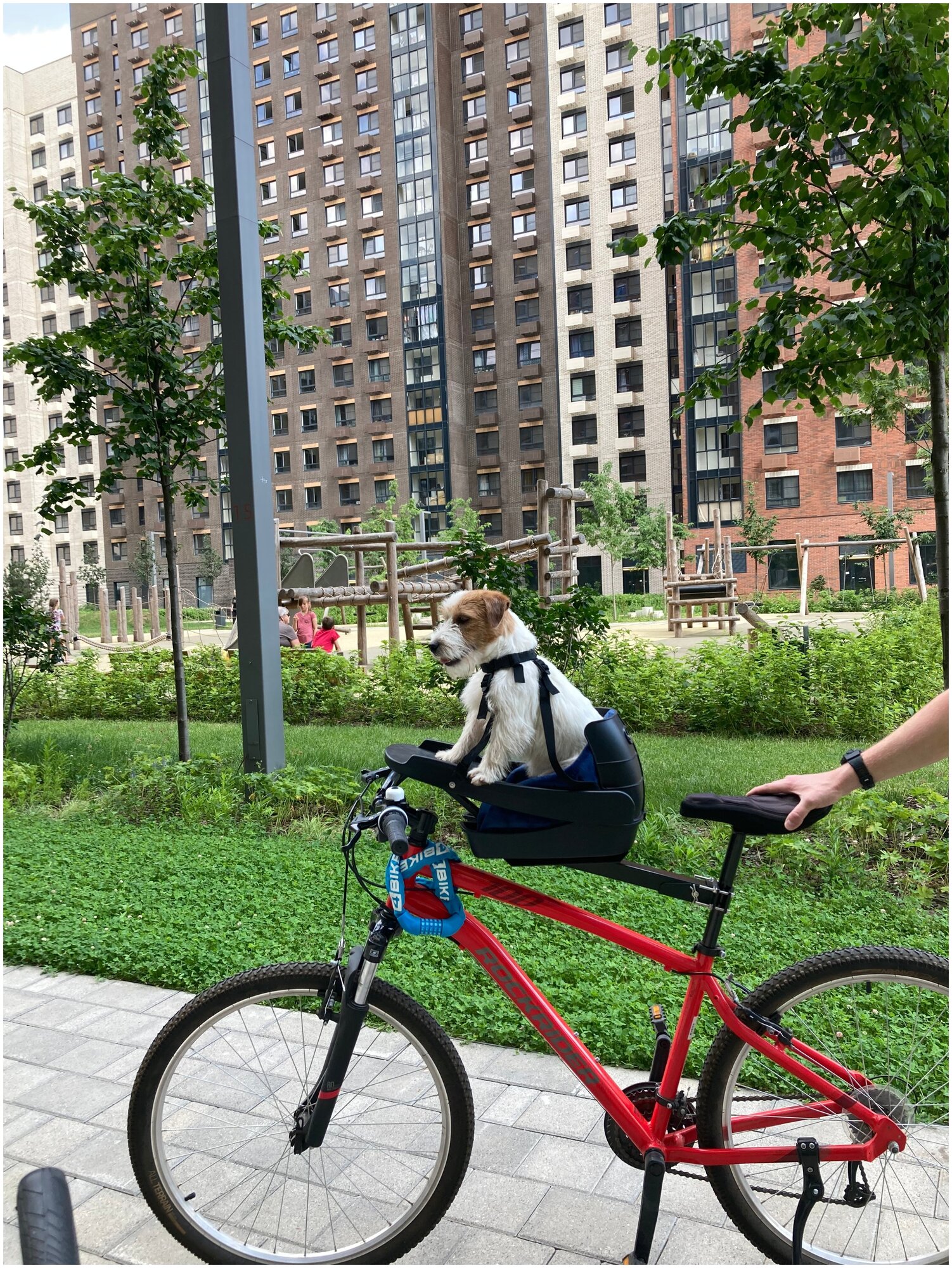 Велокресло для собак Dog Biker. Синий бустер, черный ремень. - фотография № 14