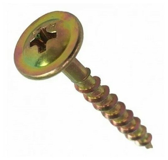 фото Тарельчатая голова