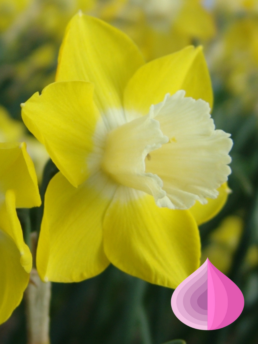 Луковицы цветов bulbs servise Нарцисс Вердин( 3 штуки )желто-белый