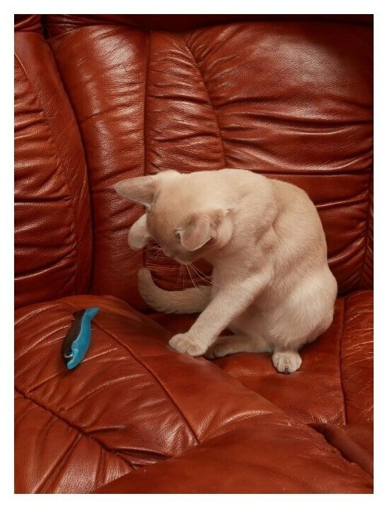 Игрушка для кошек Japan Premium Pet пластиковая рыбка с мататаби для массажа дёсен и переключения внимания кошки от опасных проводов. - фотография № 4