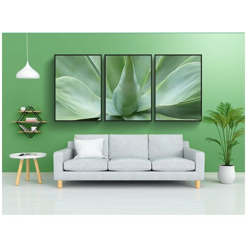 фото Набор модулных постеров для интерьера "агава драконьего дерева, листья, завод" 60x90 см. в тубусе, без рамки lotsprints