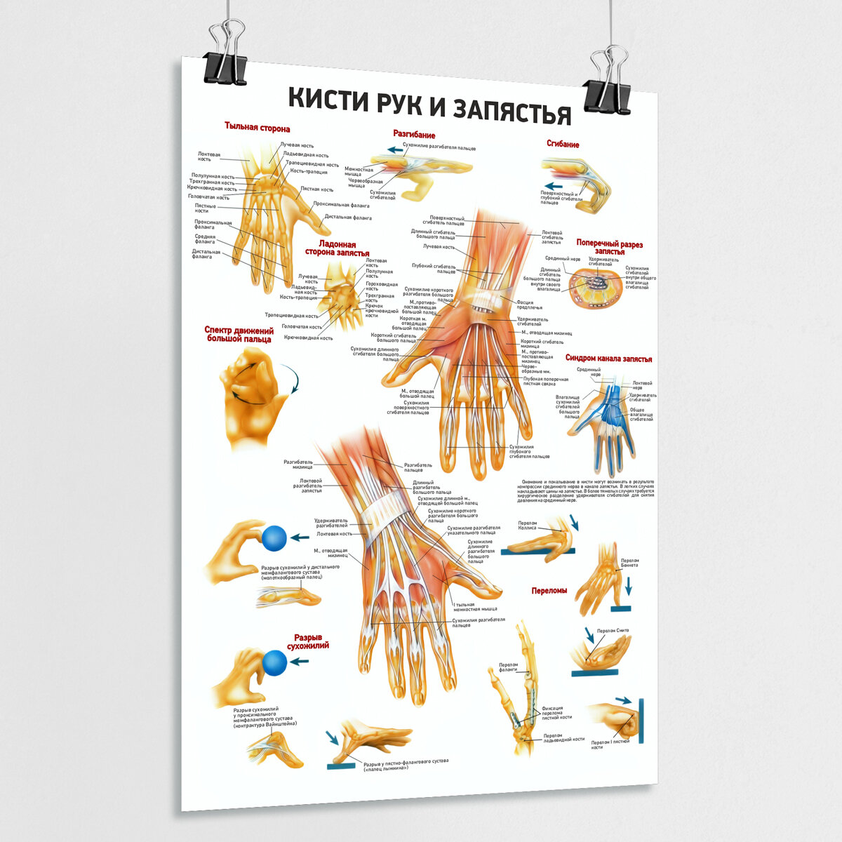 фото Обучающий медицинский плакат "Кисти рук и запястья" / А-2 (60x42 см.)