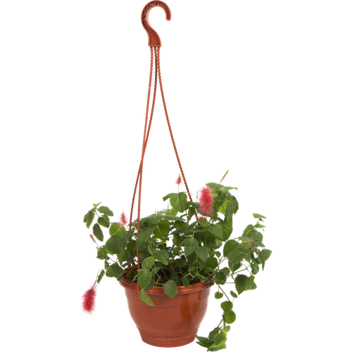 Акалифа кашпо 16x25 см 1583₽