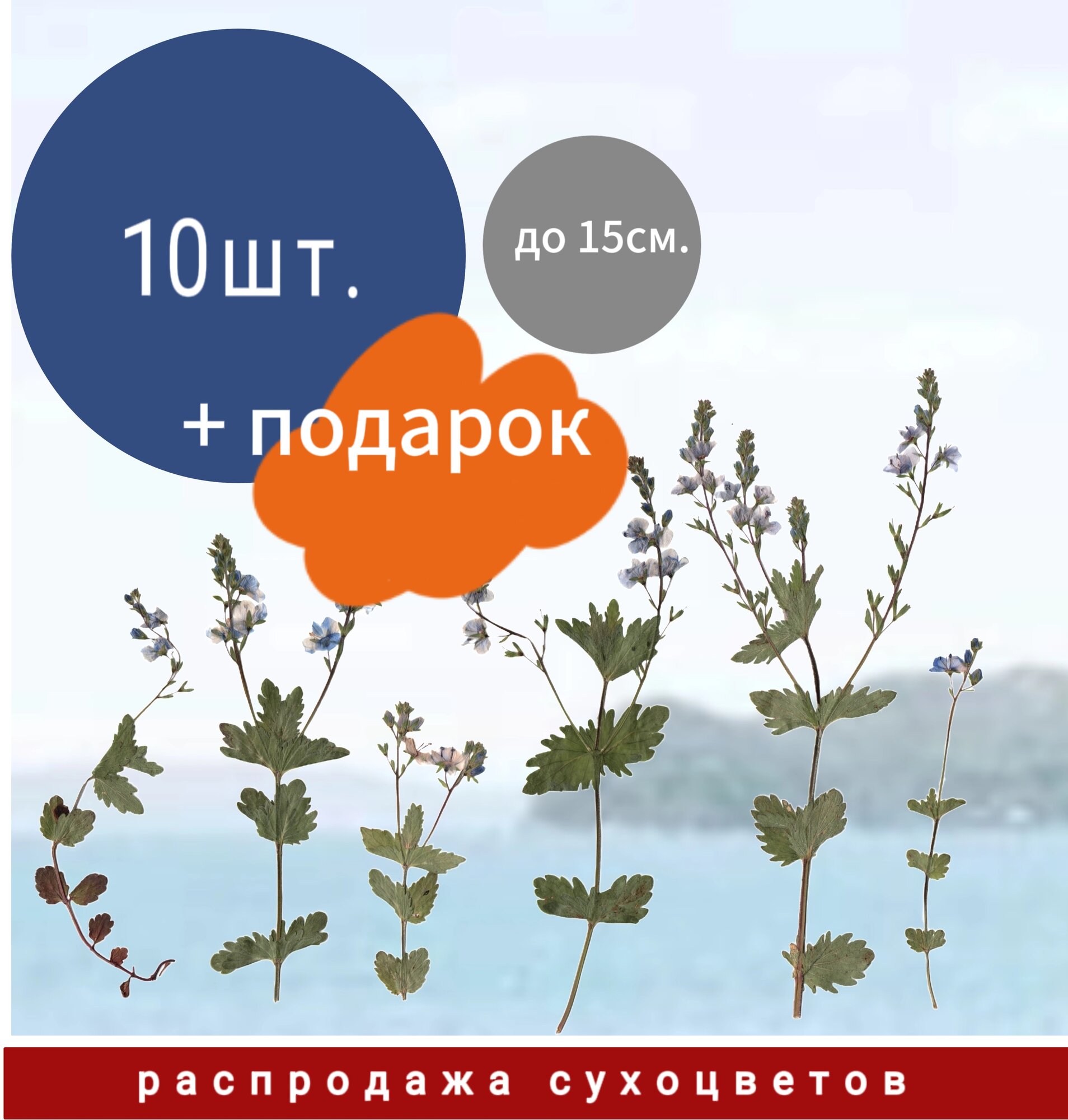 Набор плоских стеблей "Вероника" Машин домик сухоцветов
